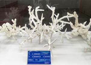 说明:L:\3003新葡的京集团网址宣传片素材\3003新葡的京集团网址2016微信公众号推送文件\照片\南海珊瑚礁生物标本馆以及部分科考展品-2.jpg
